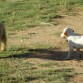 A Bruno le encanta correr, da igual el motivo. A Ron le llama mucho la atención esa bola de pelo que no para un momento, pero aún no se atreve a unirse al juego y se queda mirando...